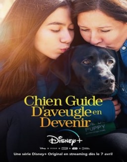 série Chien Guide D'aveugle en Devenir
